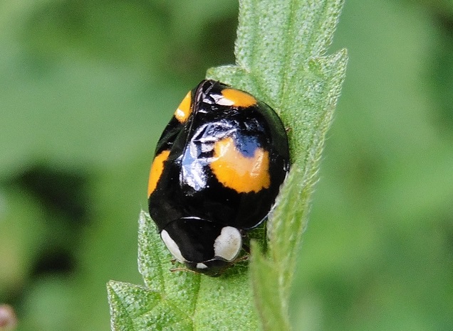 Quale coccinella?   Harmonia axyridis